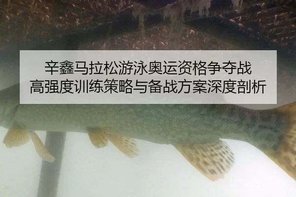 辛鑫马拉松游泳奥运资格争夺战 高强度训练策略与备战方案深度剖析